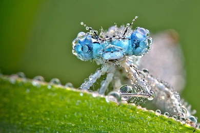 2560x1600 Dragonfly Water Drops Wallpapers