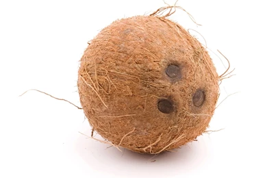 Coconut Computer Wallpapers, Desktop Backgrounds