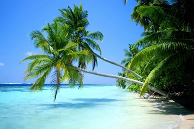 Coconut On Beach 1920x1200 Wallpapers, 1920x1200 Wallpapers ...