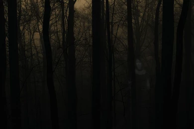 Gallery For   Creepy Forest Backgrounds
