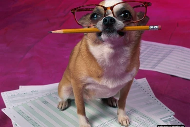 Weird And Funny Animal Wallpapers For Free   Funnypicture.org