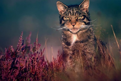 Download Wallpapers Scottish Wildcat (1920 X 1080 HDTV 1080p ...