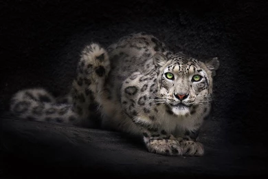 Wildcat Wallpapers   Wallpapers Cave