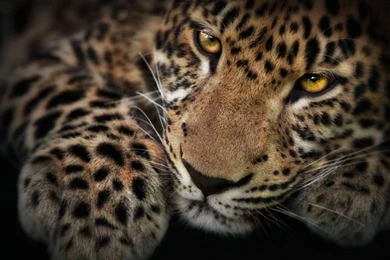 Wild Cat Baby Wallpapers   ImgMob