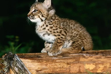 Wild Cat Baby Wallpapers   ImgMob