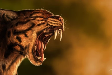 Wildcat Computer Wallpapers, Desktop Backgrounds