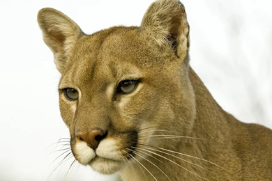 Wild Cat Pictures Wallpapers HD Wide