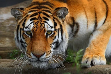 Tiger, Wildcat, Predator 01