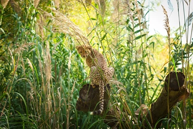 Cheetah Cub Wildcat Thickets Wallpapers