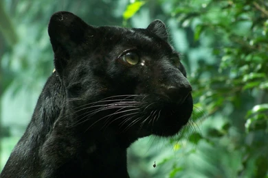 Download Wallpapers 3840x2400 Black Panther, Wildcat, Foliage Ultra ...