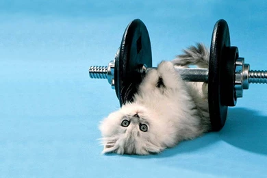 Download Cat Gym Funny Images Wallpapers HD Desktop Mobile ...