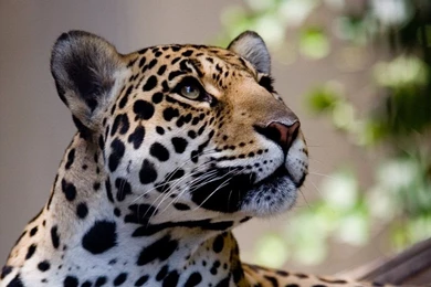 Wild Cat Wallpapers   Wallpapers Cave