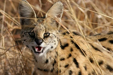 Serval Desktop Wallpapers , New Wallpapers, New Wallpapers