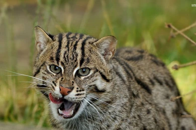 Wildcat Wallpapers Animal Wallpapers