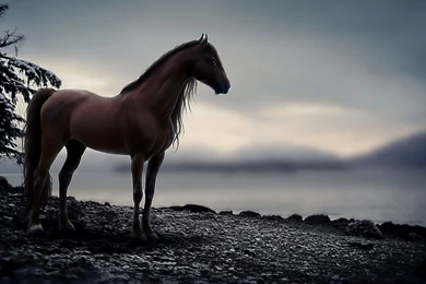 Horse Full HD Wallpapers WallpaperCafe
