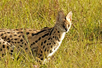 Serval Desktop Wallpapers   , New Wallpapers, New Wallpapers