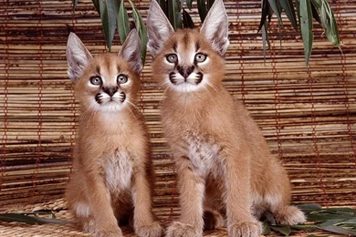 Impressive Wildcat Picture Caracals 1600*1200 21 Wallcoo.net
