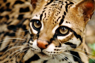 Ocelot Wallpapers Wallpapers Cave