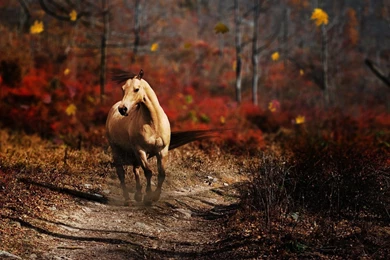 Romantic Horses Wallpapers Cute Image Colorful Picture