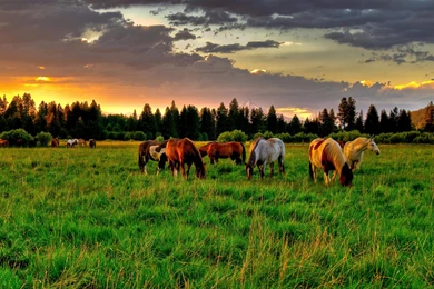 Keyword: Horse Wonderful HD Wallpapers WallpaperLayer.com