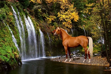 Golden palomino horse hd wallpapers.jpg