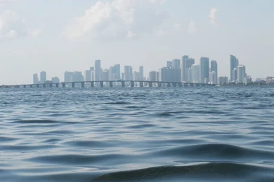 Miami Wallpapers 3   Crazy Frankenstein