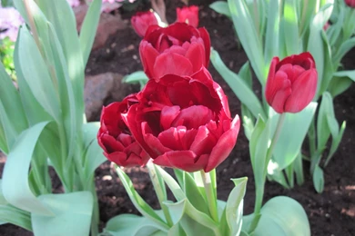 551122 Color Wallpapers: Seasonal Celebrations Flowers Soil ...