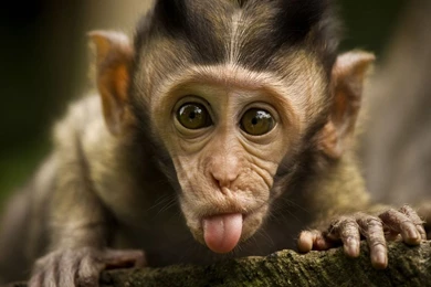 WildLife – Nature And Wildlife Organization India