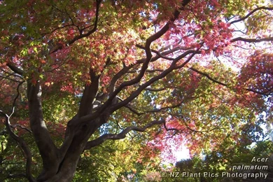 Free Desktop Wallpapers   New Zealand Flowers, Trees, Plants, Nature