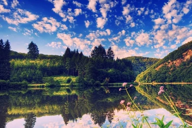 The Nature Of Summer Scene   HD Wallpapers Widescreen   1024x768