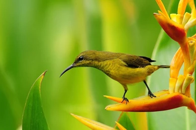 Wallpapers Pictures Photos: Shadow Bobber Kit Pictures