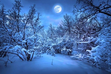 Winter Snow Night, Trees, Moonlight Wallpaper,Winter HD Wallpapers ...