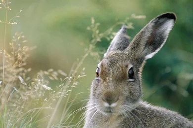 Hare Wallpapers, Desktop Wallpapers » GoodWP.com