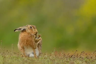 Hare Computer Wallpapers, Desktop Backgrounds