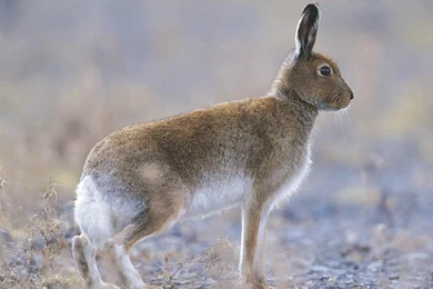 Free Hare Wallpapers   Animals Town