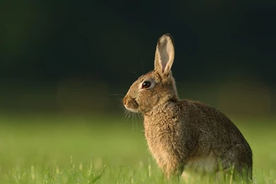 Download Wallpapers 3840x2160 Hare, Grass, Rabbit, Waiting 4K Ultra ...
