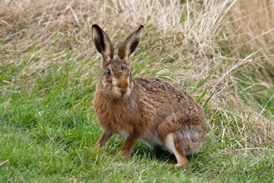 43 Hare HD Wallpapers