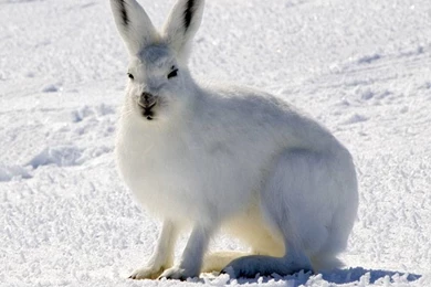 Arctic Hare Wallpapers   Animal Lovers Wallpapers