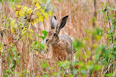 Field In Hare Summer Wallpapers   2600x1600   1078209