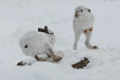Winter Snow Rabbit Hare Wallpapers