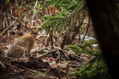 Gray Hare Wallpapers And Images   Wallpapers, Pictures, Photos