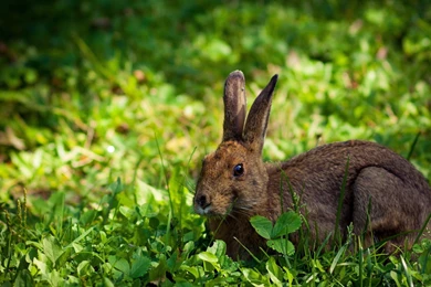 Download Wallpapers 3840x2400 Rabbit, Hare, Grass, Lie, Hide Ultra ...