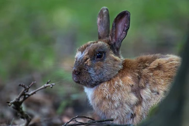 Brown Hare Wallpapers   Animal Wallpapers
