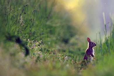 Hare Wallpapers 14   HD Wallpaper Backgrounds