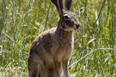 Rabbit Hare, Rabbit Hare Wallpaper, Rabbit Hare Picture, Rabbit ...