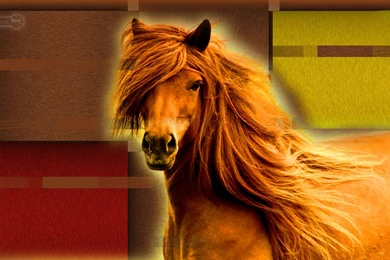Horse Wallpapers « Animal Spot