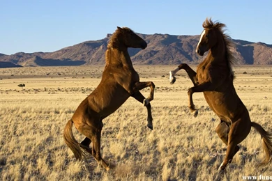Wallpapers For Wild Horse Backgrounds