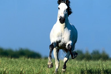Horse Cool Free Picture Beautiful Free Wallpapers / Wallpapers Horse ...
