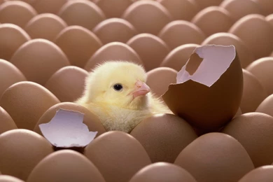 HD Chick Wallpapers Pretty Animals Photos