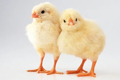 HD Chick Wallpapers Pretty Animals Photos